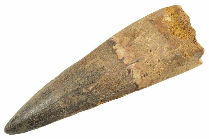 Fossil Spinosaurus Tooth - Real Dinosaur Tooth #343599